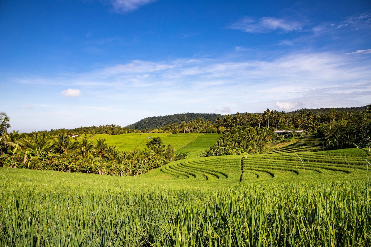 Nature Landscape Bali