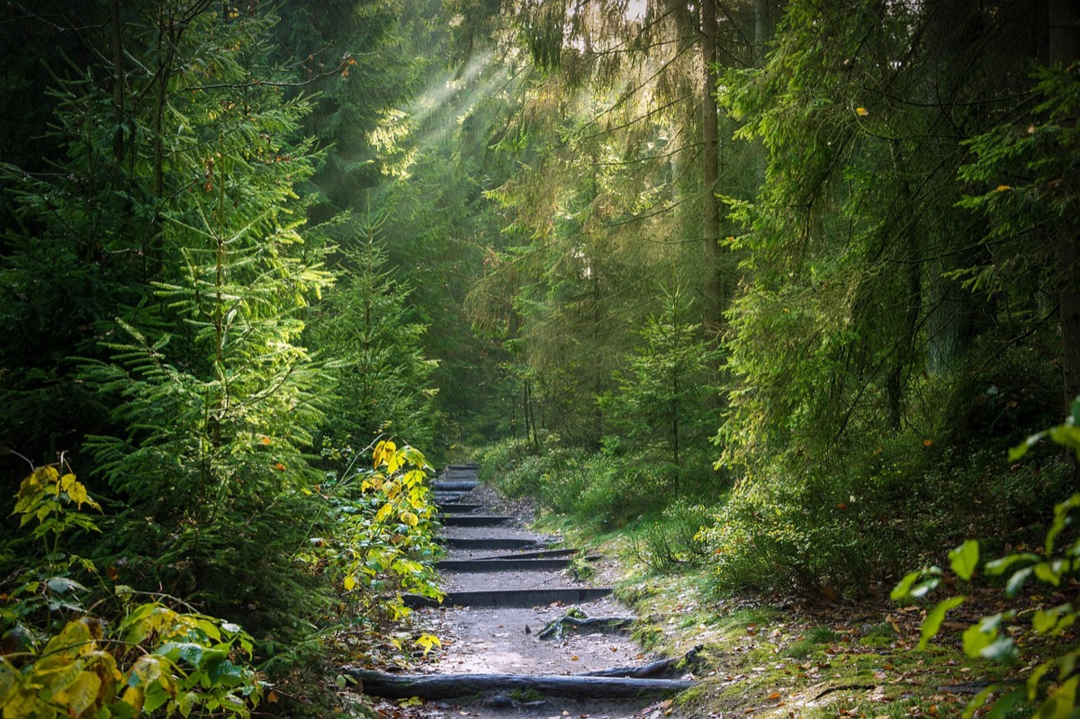 sentiero di nusafeni in foresta