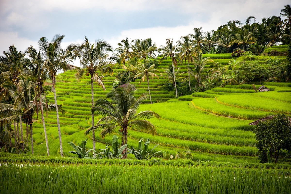 Landscape natural de Bali