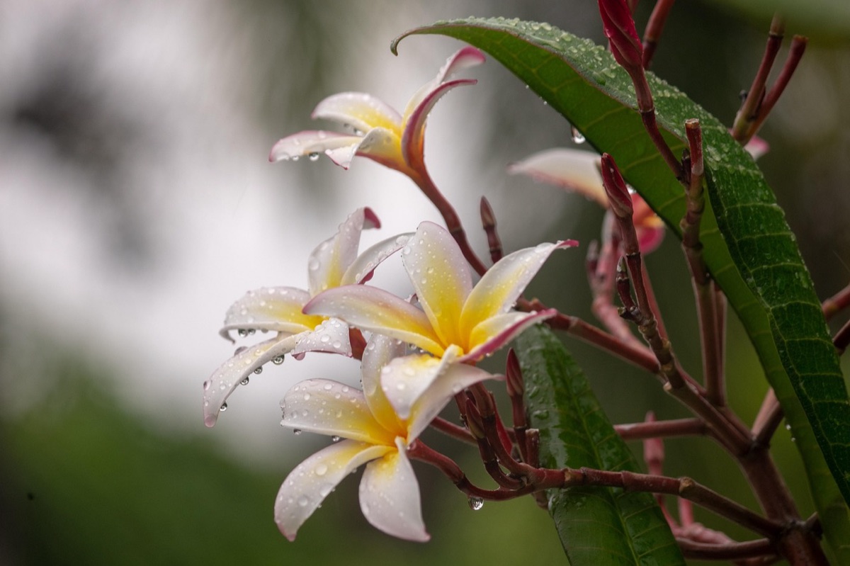 Balinese Cake with Tropical Flowers