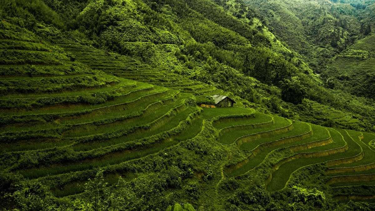 Wide view of terraced rice fields in Ubud at sunrise