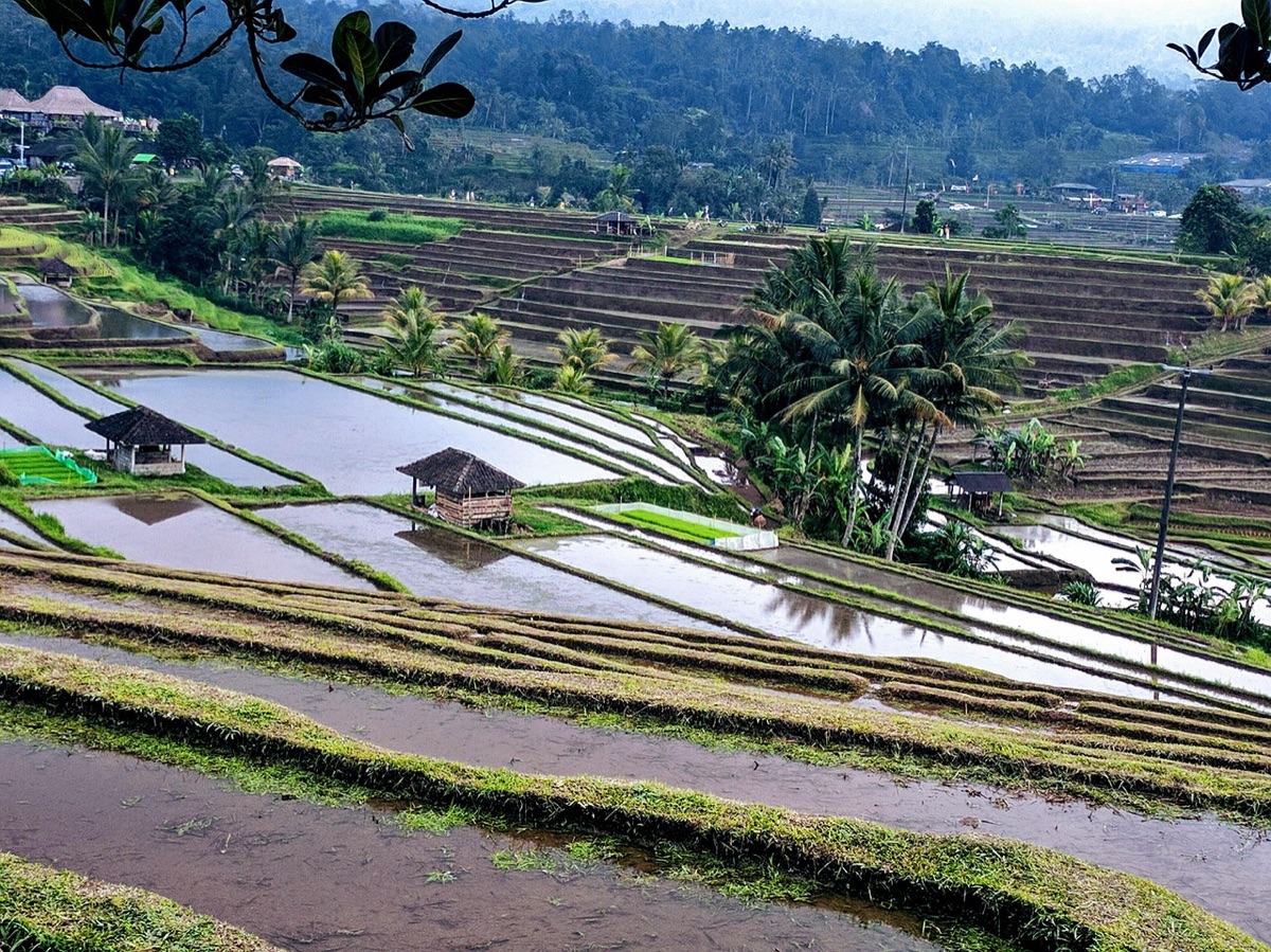 campo de arroz de bali con catarata