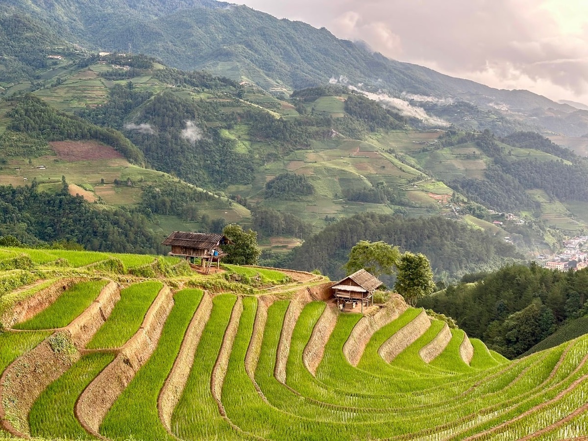caminho de terreno de arroz com cercas de bambu