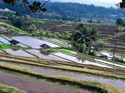 Bali Travel Guide: Weather vs. Cost for Your Dream Trip
