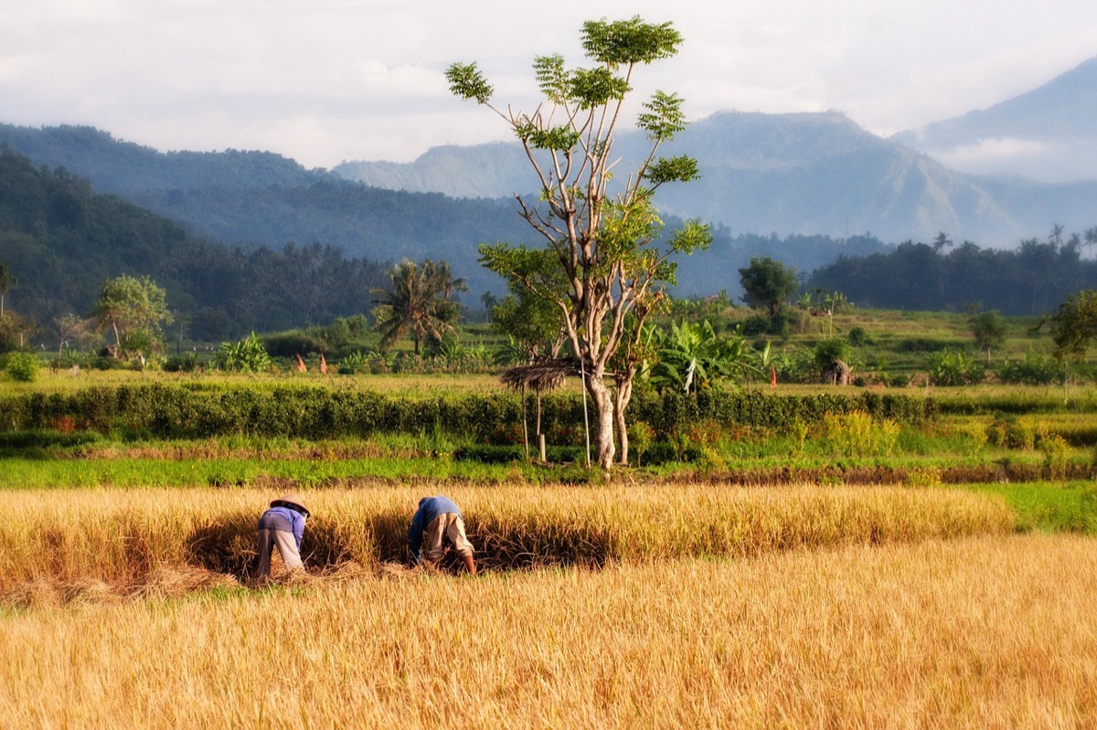 custo da viagem a bali