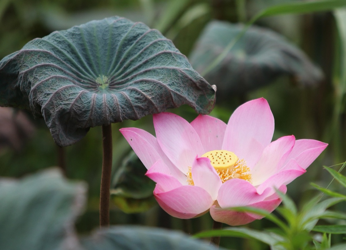 Bali Hindu temple with lotus flowers