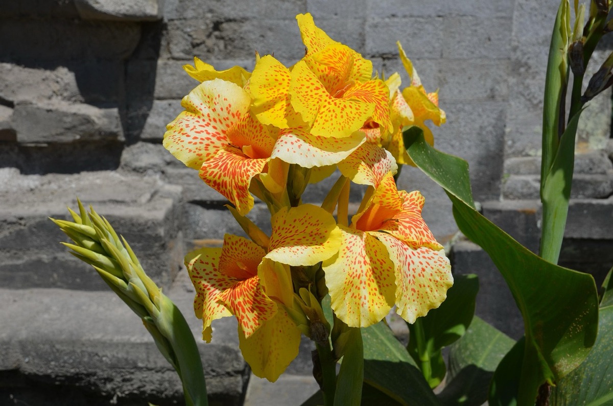 cioccolata bali con fiori