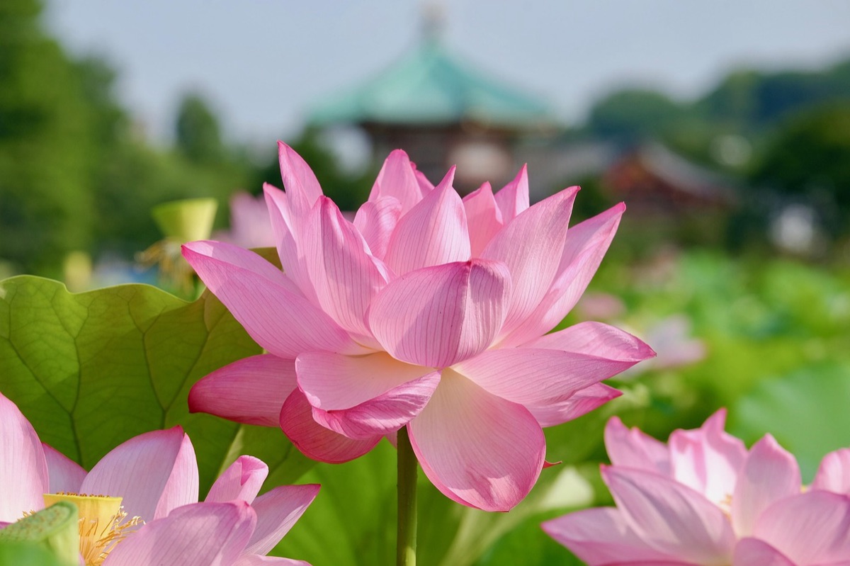 Bali Temple with Lotus Flowers