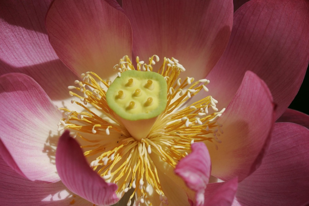 temple balinaise avec lotus